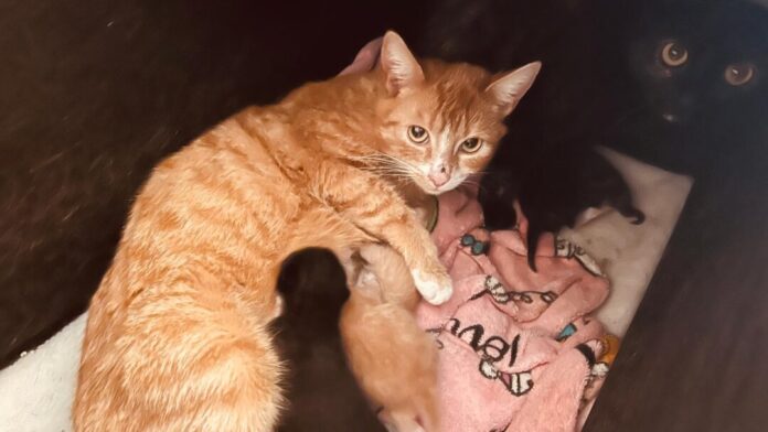Ein aktueller Fall von sogenanntem Animal Hoarding ist im Kreis Viersen aufgedeckt worden. Foto: VETO Tierschutz Ein aktueller Fall von sogenanntem Animal Hoarding ist im Kreis Viersen aufgedeckt worden. Foto: VETO Tierschutz