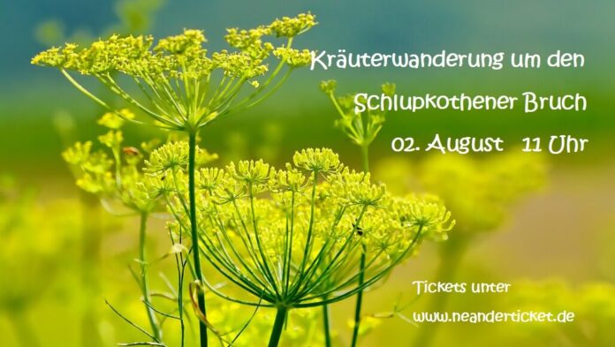 Kräuter