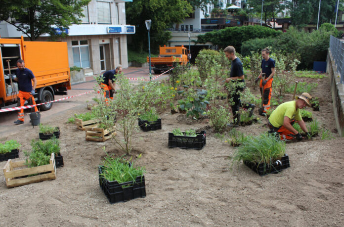 Ökologisches Pilotprojekt am Europaplatz Europaplatz in Hochdahl mithilfe forstwirtschaftlicher Methoden neu gestaltet. Foto: Stadt Erkrath
