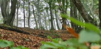 Wandern mit allen Sinnen: “Wandern, Wasser, Waldbaden”