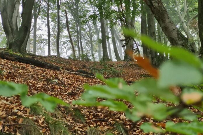 Wald_Baeume_Herbst