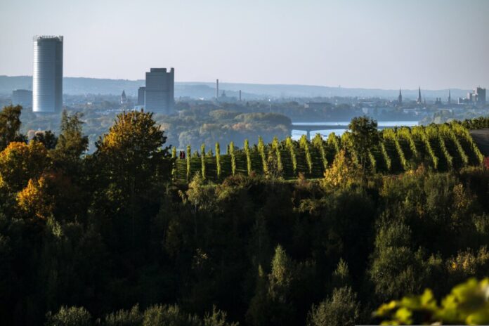 didgeman-vineyard-983313