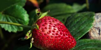 Bauernverband: Erdbeeren aus dem Rheinland auch in Zukunft Eine Erdbeere ist zu sehen. Foto: pixabay