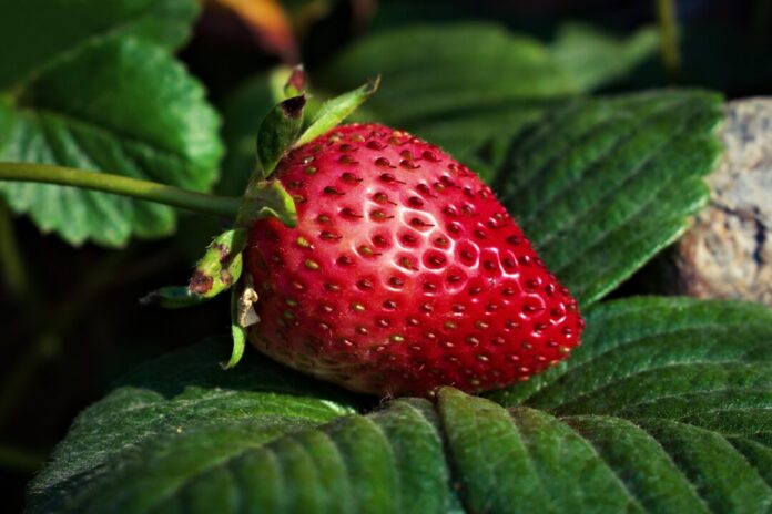 Eine Erdbeere ist zu sehen. Foto: pixabay Eine Erdbeere ist zu sehen. Foto: pixabay