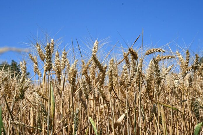 Weizenfeld Ein Weizenfeld bei blauem Himmel: Es ist kein Regen in Sicht.