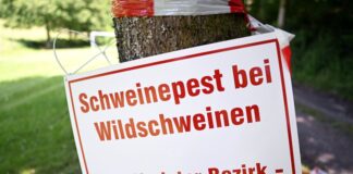 Schweinepest kostet das Land Millionen – 8.000 Tiere erlegt Schilder warnen in den betroffenen Gebieten vor der Schweinepest. (Archivbild)