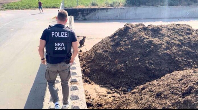 Känguru-Einsatz in Brüggen am Niederrhein Ein Polizist blickt auf ein Känguru. Das umherlaufende Känguru hat in Brüggen am Niederrhein einen Einsatz von Polizei, Ordnungsamt und Feuerwehr ausgelöst.