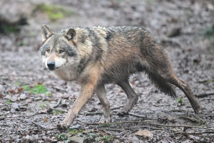 Wolf Für einen Wolf in NRW gibt es juristischen Streit um eine gestoppte Abschussgenehmigung. (Archivbild)
