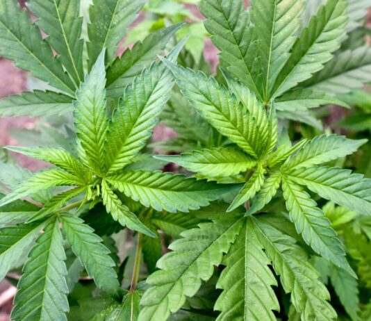 Polizei findet mehrere Drogenplantagen im Ruhrgebiet Bei Durchsuchungen im Ruhrgebiet fanden die Beamten zwei illegale Cannabis-Plantagen in Marl und Haltern am See. (Archivbild)