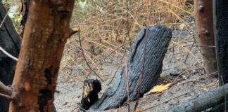 Böschungsbrand kurz vor dem Autobahnkreuz Breitscheid Zu dem Böschungsbrand kam es an der A52. Foto: Feuerwehr Mülheim an der Ruhr
