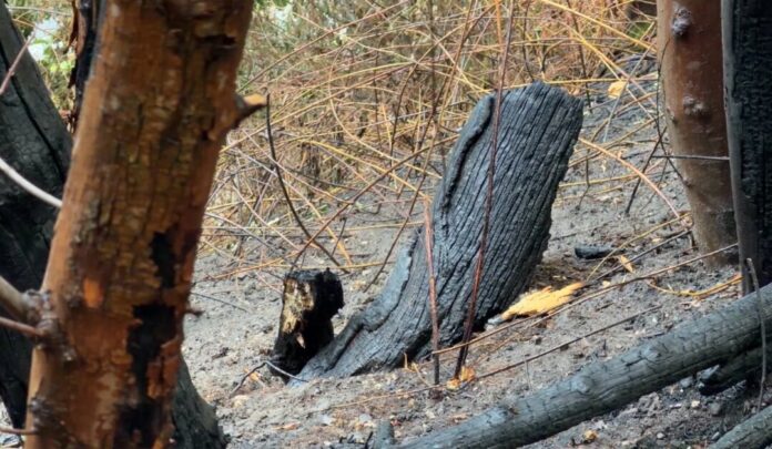 Böschungsbrand BAB52 (1) Zu dem Böschungsbrand kam es an der A52. Foto: Feuerwehr Mülheim an der Ruhr