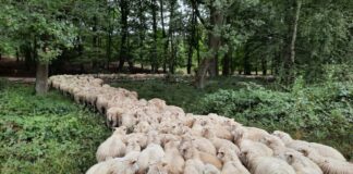 Moorschnucken pflegen wieder die Hildener Heide Die Hildener heide wird von den Schnucken gepflegt. Foto: Angelika Scholich