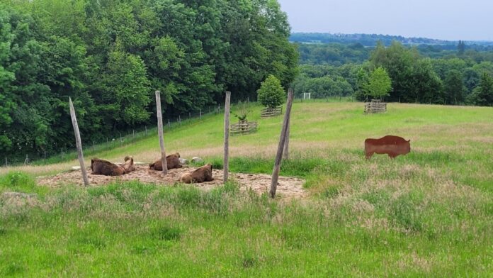 250902_Wisentherde Unter anderem einen Spaziergang rund um das Wisentgehege wird angeboten. Foto: Kreis Mettmann