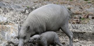 Erster Sulawesi-Hirscheber-Nachwuchs in Köln Das vor kurzem geborene Ferkel «Peri» erkundet mit seiner Mutter «Dua Hati» sein Gehege.