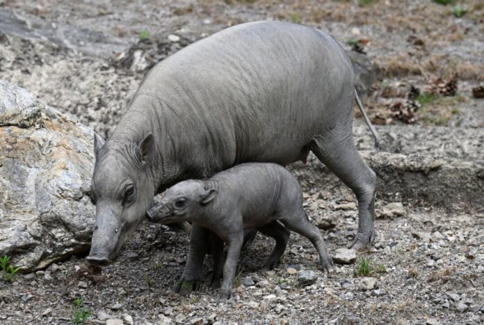 Vorstellung des Nachwuchses bei den Sulawesi-Hirschebern Das vor kurzem geborene Ferkel «Peri» erkundet mit seiner Mutter «Dua Hati» sein Gehege.