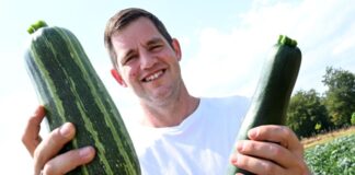 Hobbygärtner will fünf Tonnen Zucchini spenden Marc-Daniel Berger spendet seine Ernte für gute Zwecke.
