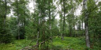 Nationalpark Rothaarkamm? Streit um Schutz und Nutzung «Natur Natur sein lassen» - würden die Wälder am Rothaarkamm Nationalpark, würde das noch stärker gelten als bislang.