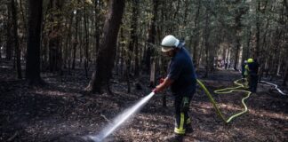 Waldbrand im Hürtgenwald: Lage hat sich weiter entspannt Die Lage im Hürtgenwald hat sich nach Angaben des Kreises Düren weiter entspannt. (Archivbild)