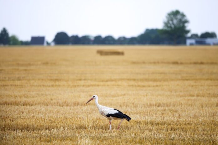 Wetter in Nordrhein-Westfalen Auch die Wildtierwelt kämpft mit den Folgen der Hitze. (Archivbild)