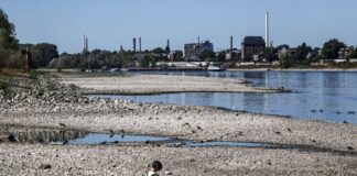 Kaum noch Schiffe – Rekordtiefststand des Rheins bei Köln Eine Frau geht bei Niedrigwasser am Rheinufer entlang.