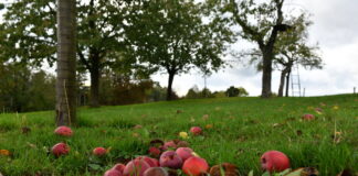 Gartenbauer sprechen über Klimagewinner in der heimischen Pflanzenwelt