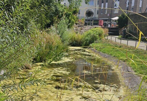 Bild 2 MM Frischwasserlauf im Wallgraben wiederherstellen Die Ratinger CDU spricht sich für Frischwasserzufuhr im Wallgraben aus. Foto: CDU Ratingen
