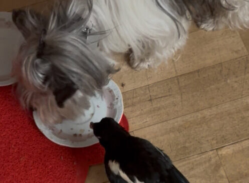 Hund Finn und Elster Archy teilen ihr Futter. Foto: privat