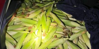 Kiloweise Futtermais: Fette Beute hat das Trio gemacht, besonders lohnenswert war die Tat aber nicht. Foto: Polizei Essen