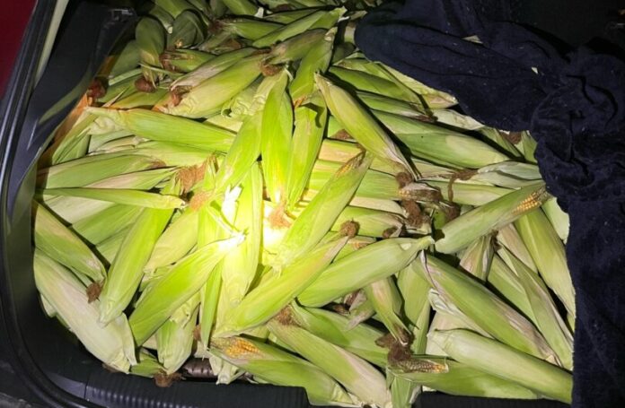 Kiloweise Futtermais: Fette Beute hat das Trio gemacht, besonders lohnenswert war die Tat aber nicht. Foto: Polizei Essen Kiloweise Futtermais: Fette Beute hat das Trio gemacht, besonders lohnenswert war die Tat aber nicht. Foto: Polizei Essen