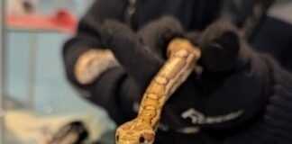 Bochum: Frau wirft Schlange in Zug-Mülleimer – Tier „zu langweilig und zu kostspielig“ Diese Kornnatter hat die Polizei aus einem Mülleimer gerettet. Foto: Polizei