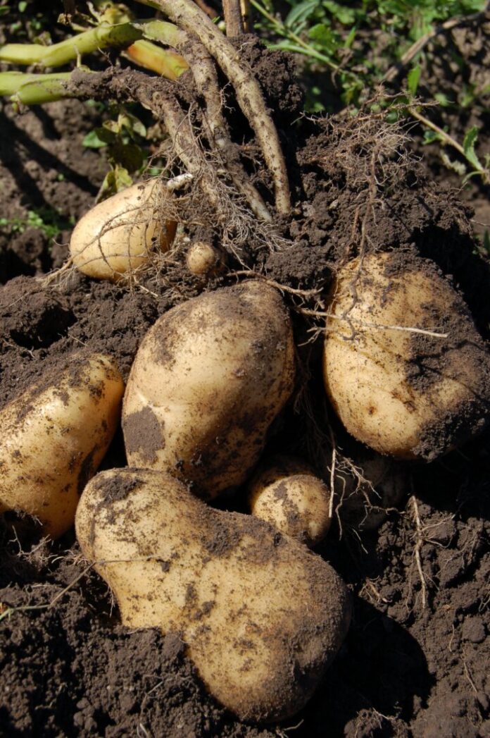 alexey_hulsov-potato-1637285