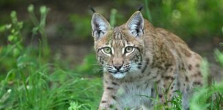 Der Luchs streift durch NRW – wann wird er heimisch? In Nordrhein-Westfalen ist der Luchs bisher noch nicht wieder dauerhaft angesiedelt. (Archivbild)