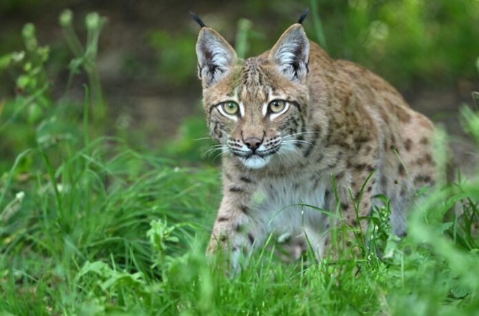 Luchs In Nordrhein-Westfalen ist der Luchs bisher noch nicht wieder dauerhaft angesiedelt. (Archivbild)