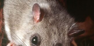 Was machen neugeborene Siebenschläfer? Eine Webcam des Nabu überträgt das Leben von neugeborenen Siebenschläfer-Babys. (Archivfoto)
