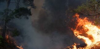«Irgendwie die Heimat retten» – Kampf gegen die Feuerwalze Flammen schlagen im Hürtgenwald hoch.