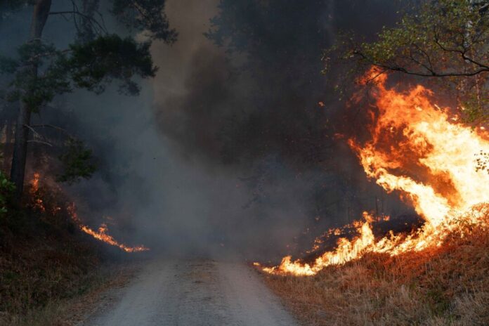 Waldbrand im Hürtgenwald Flammen schlagen im Hürtgenwald hoch.