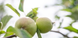 Äpfel günstiger trotz Trockenheit – Bauern unter Druck Äpfel sind derzeit deutlich günstiger als vor einem Jahr. (Archivbild)