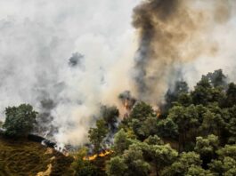 Feuer in niederländischem Naturgebiet: Brandgeruch bis Kleve Bis auf deutsches Grenzgebiet sorgt der Brandgeruch für Unruhe.