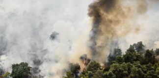 Feuer in niederländischem Naturgebiet: Brandgeruch bis Kleve Bis auf deutsches Grenzgebiet sorgt der Brandgeruch für Unruhe.