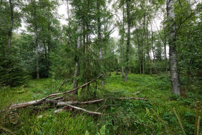 Nationalpark-Debatte in Siegen-Wittgenstein «Natur Natur sein lassen» - würden die Wälder am Rothaarkamm Nationalpark, würde das noch stärker gelten als bislang.