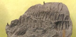 Unbekannte entwenden Exponate aus 25 Vitrinen in Bonn Blick auf ein Fossil im Goldfuß-Museum der Universität Bonn: Alethropteris serli, fossile Samenpflanze, Karbon, Dudweiler, Saarland, ca. 45 cm (undatiertes Handout). Aus dem Goldfuß-Museum in Bonn haben Unbekannte Fossilien und weitere Exponate entwendet. (Handout)
