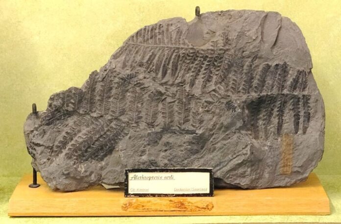 Unbekannte entwenden Exponate aus Museum in Bonn Blick auf ein Fossil im Goldfuß-Museum der Universität Bonn: Alethropteris serli, fossile Samenpflanze, Karbon, Dudweiler, Saarland, ca. 45 cm (undatiertes Handout). Aus dem Goldfuß-Museum in Bonn haben Unbekannte Fossilien und weitere Exponate entwendet. (Handout)