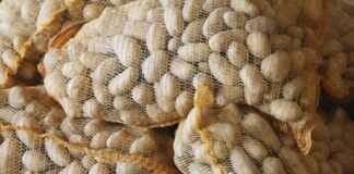 Kartoffeln werden teurer – Trockenheit trifft NRW-Landwirte Verbraucherinnen und Verbraucher werden wohl mehr für Kartoffeln ausgeben müssen.