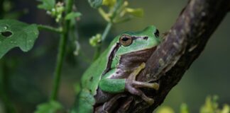 Nachzucht und neue Gewässer – Hoffnung für den Laubfrosch Ein ausgewachsenes Zuchttier des Europäischen Laubfroschs (lat. Hyla arborea) sitzt in einem Freigehege-Terrarium auf dem Gelände des Bildungshaus Modexen in Brakel.