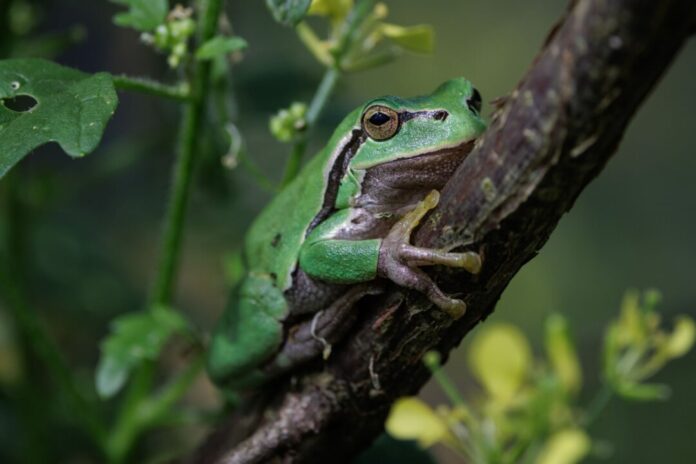 Ein ausgewachsenes Zuchttier des Europäischen Laubfroschs (lat. Hyla arborea) sitzt in einem Freigehege-Terrarium auf dem Gelände des Bildungshaus Modexen in Brakel. 