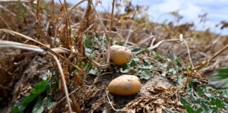 Folgen der Dürre: Höhere Gemüsepreise und kürzere Pommes Zwei Kartoffeln liegen in einem Feld, welches nicht beregnet wurde.