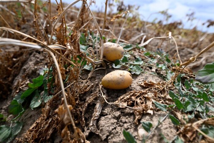 Wetter in Nordrhein-Westfalen - Landwirtschaft Zwei Kartoffeln liegen in einem Feld, welches nicht beregnet wurde.