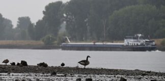 Es regnet, aber Pegelstand des Rheins sinkt noch Endlich mal wieder Regen: Darüber könnte sich auch diese Kanadagans am Rheinufer in Düsseldorf-Urdenbach gefreut haben.