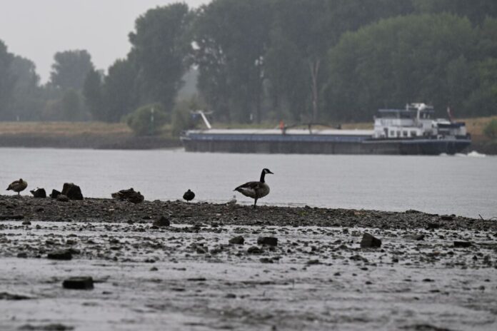 Wetter in Nordrhein-Westfalen Endlich mal wieder Regen: Darüber könnte sich auch diese Kanadagans am Rheinufer in Düsseldorf-Urdenbach gefreut haben.