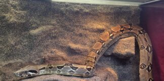 Große Würgeschlange im Garten entdeckt Eine Boa constrictor ist in einem Garten in Krefeld gefunden worden.